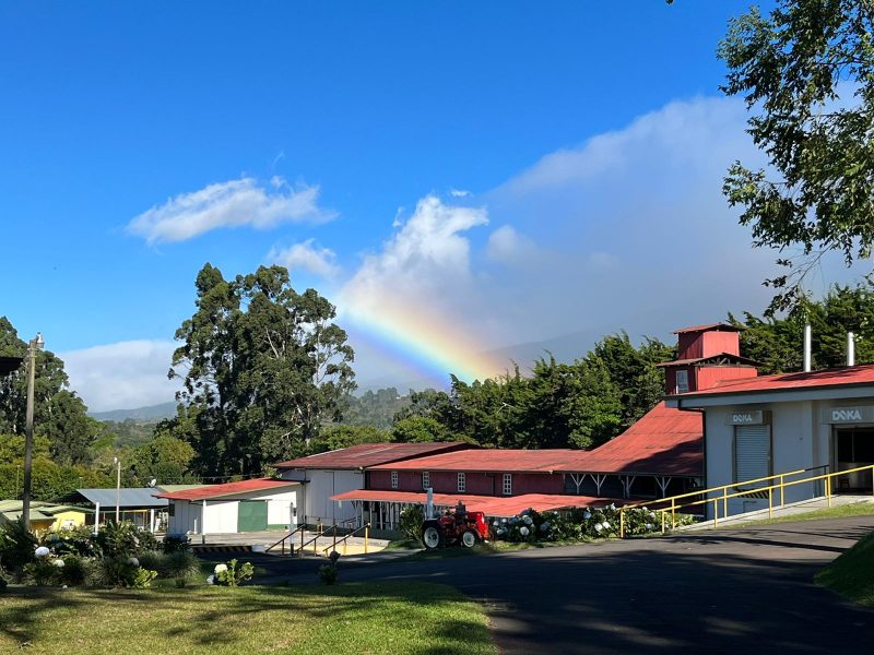 Doka Coffee, Poas, Alajuela, Costa Rica