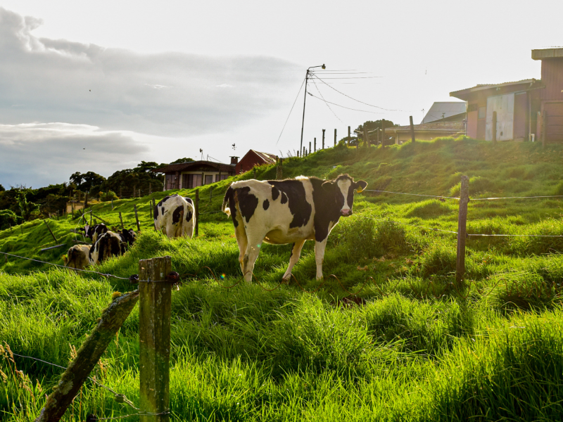 Poas, Alajuela, Costa Rica