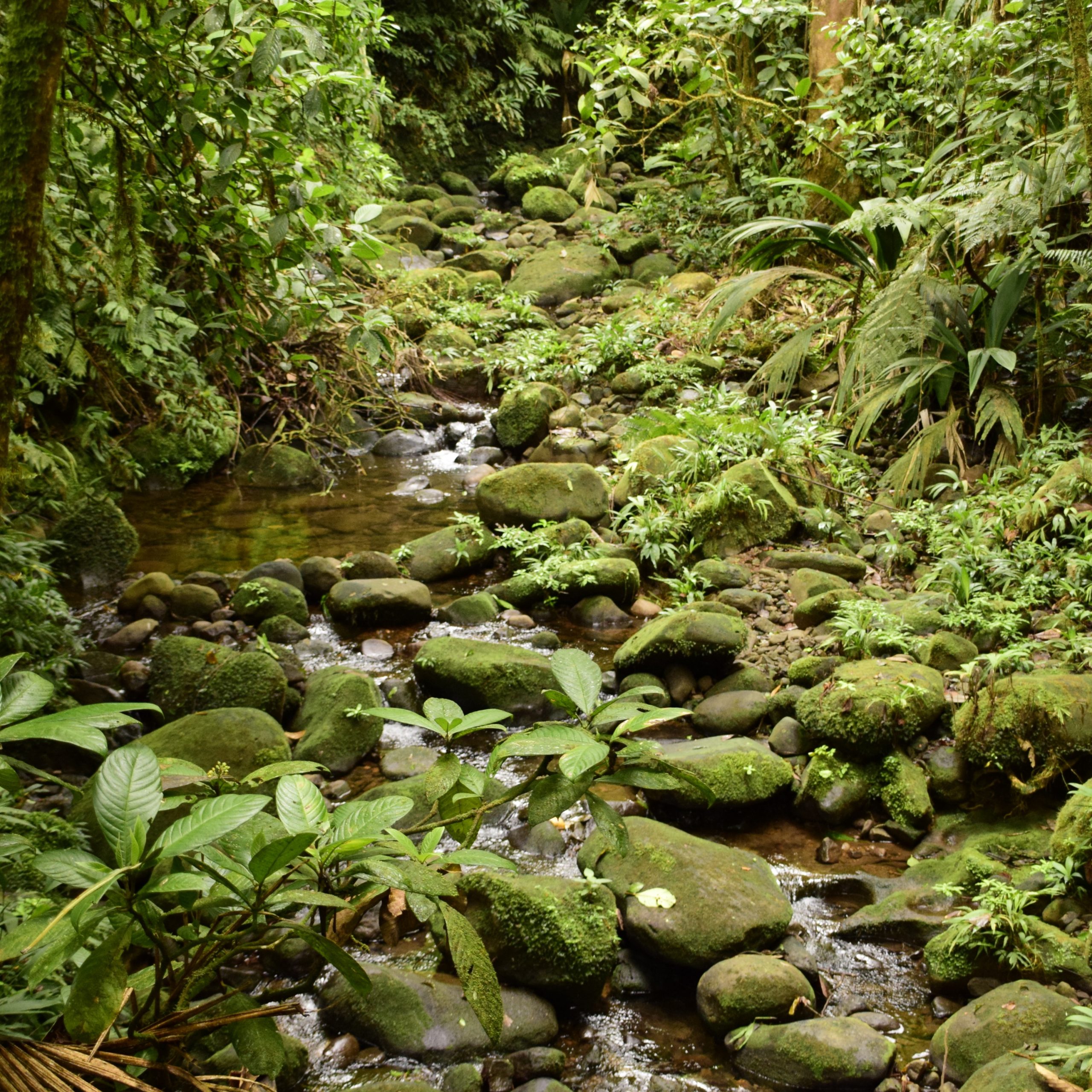 image, forest