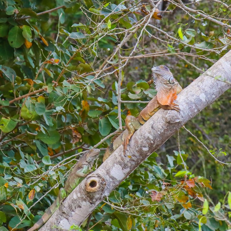 IGUANA AMARILLA