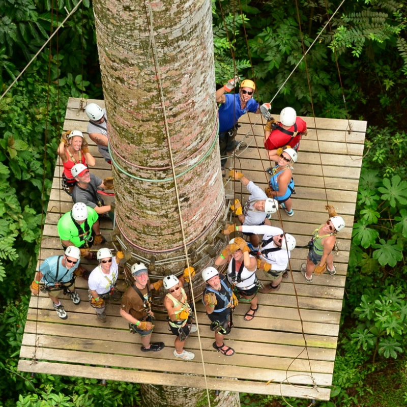 Canopy 04