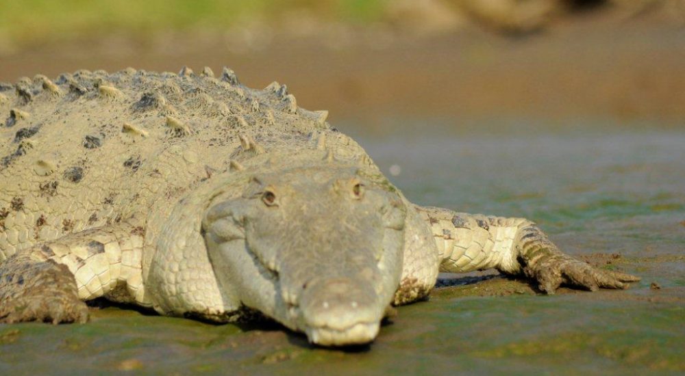 Jungle River & Crocodile Adventure Tour