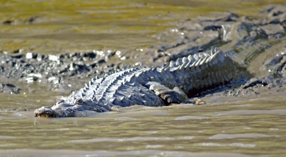 Palo-Verde-Crocodile-1000x550