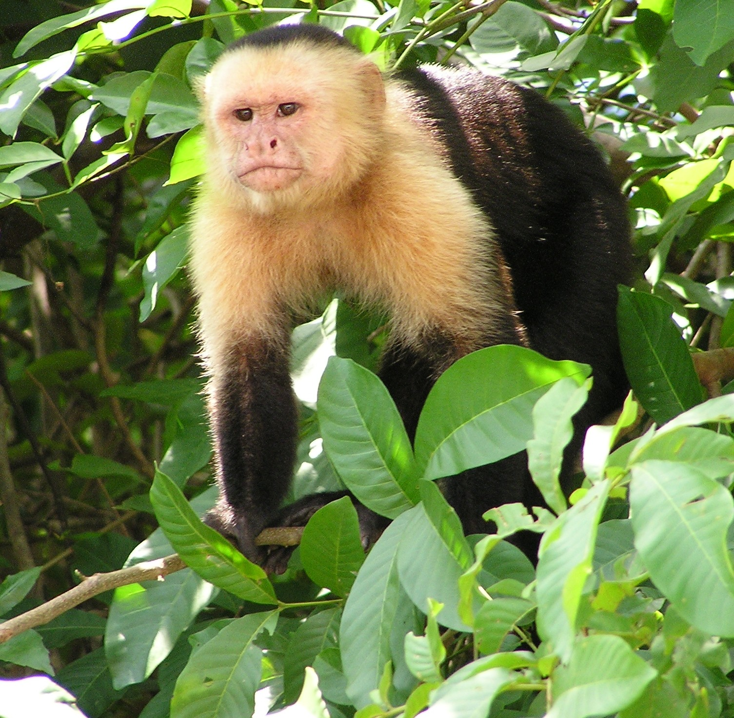 Tropical Mangrove Eco Cruise (28)