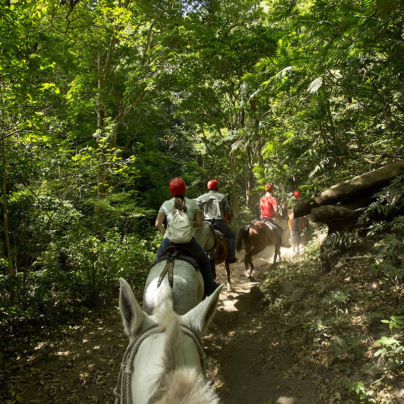 Buena Vista Horseback Riding