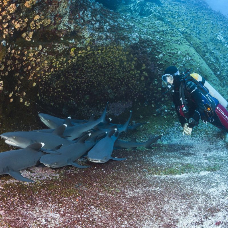 Scuba Diving4