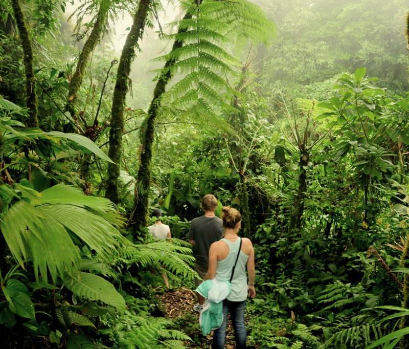 Treasures of Monteverde
