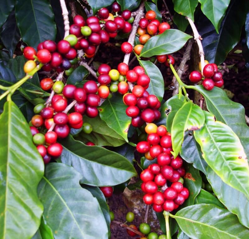 doka-coffee.a6bf9fccf4f6f942757fe34c5786b6cd