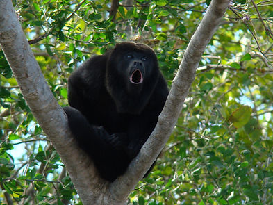 Congo aullador Tamarindo Mangrove