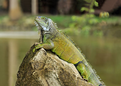 Iguana Mangrove Tamarindo