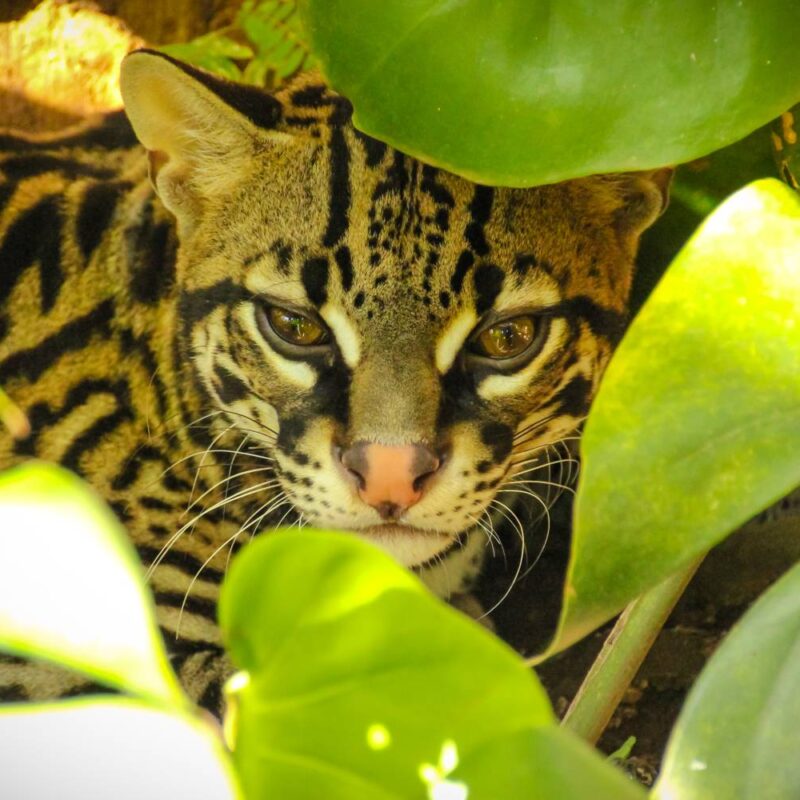Ocelote Diamante