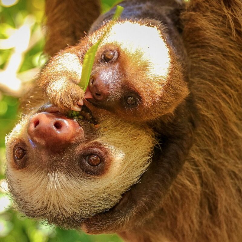 Sloth