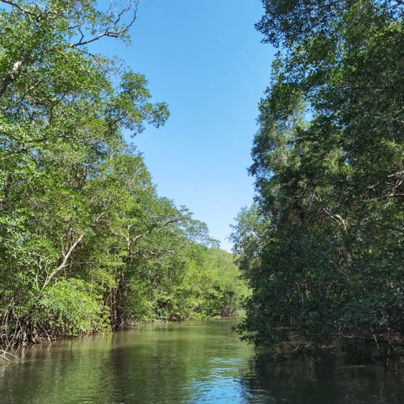 Manglar 2