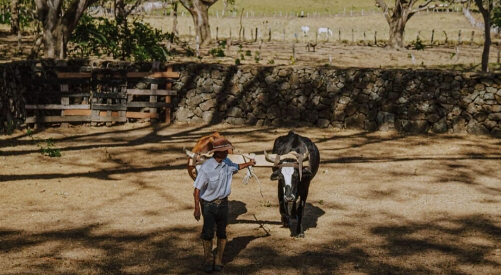 Cowboy for a day at  Aromal Hacienda WRC – FULL DAY