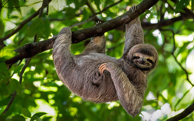 HD-wallpaper-sloth-manuel-antonio-national-park-costa-rica-2021-bing
