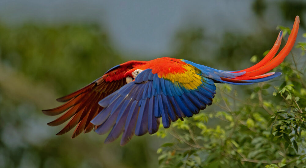 Carara National Park & Mangrove Boat Tour