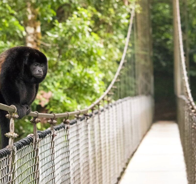 Hanging Bridges1