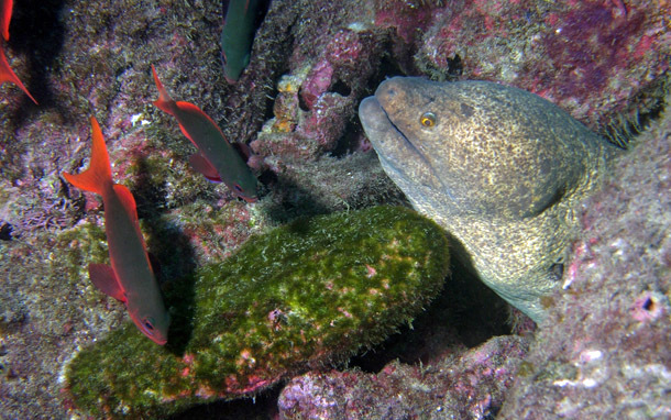 Eel