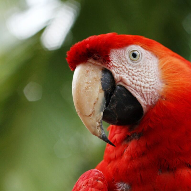Birdwatch 1