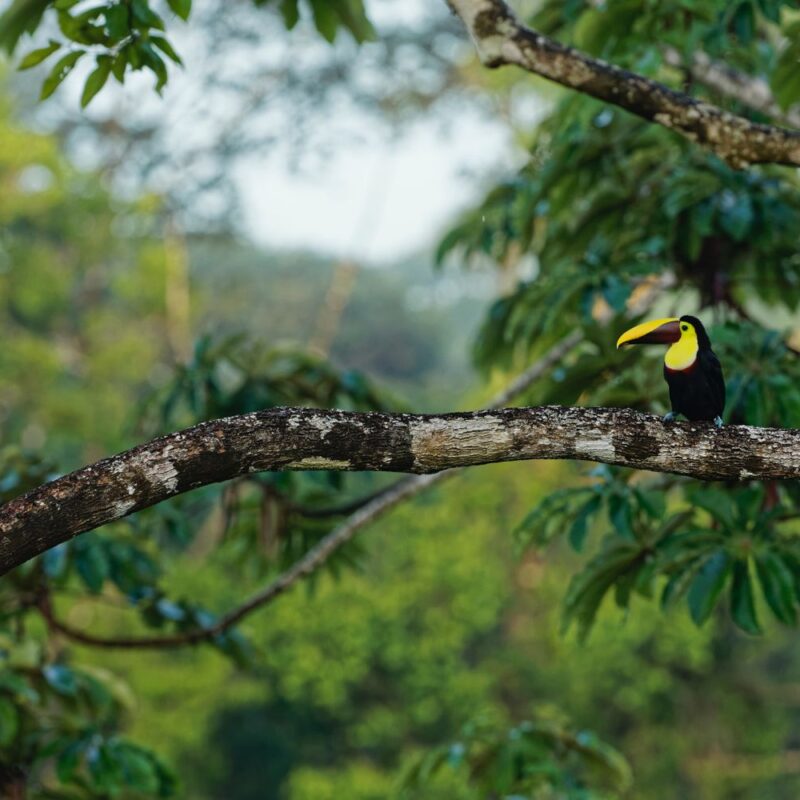Birdwatch 2