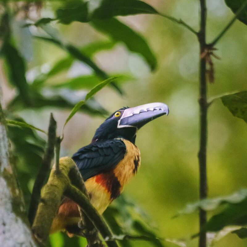 Birdwatch 3