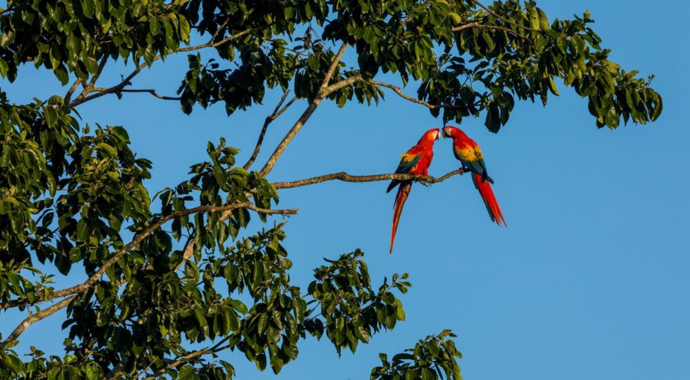 Bird watching & Scarlet Macaw Kingdom Tour