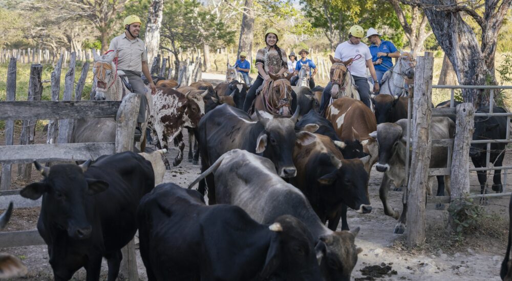 Horseback Riding & Cattle Herding at HACIENDA AROMAL – Half Day Z1