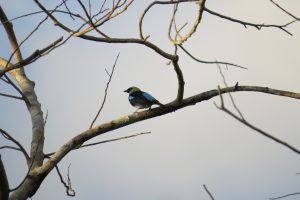 Observación de Aves