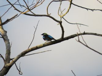 Observación de Aves