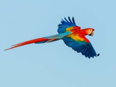 Aves - Lapa Roja02 o Scarlet Macaw