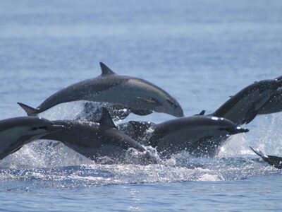 Mamimeros - Delfin Mamimeros - Delfin