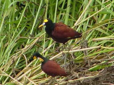 Manuel Antonio NorthenJacanas_001