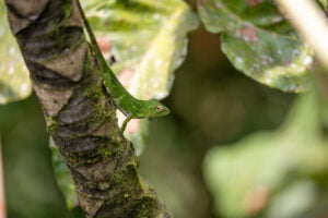 Canopy Lizard, San Luis Hanging Bridges